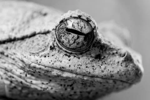 Close up pattern of a frogs eye in nature Stock Photos