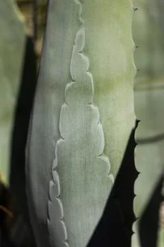 Close up pattern on green cactus leaf, Melbourne, Victoria, Australia Stock Photos