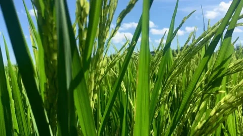 Close up Pattern of natural leaves with waterdrop Stock Footage 295196794