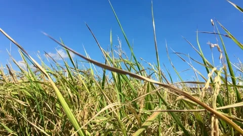 Close up Pattern of natural leaves with waterdrop Stock Footage 295196903