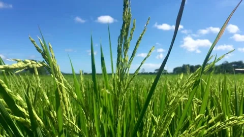 Close up Pattern of natural leaves with waterdrop Stock Footage 295196910