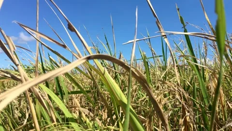 Close up Pattern of natural leaves with waterdrop Stock Footage 295197087
