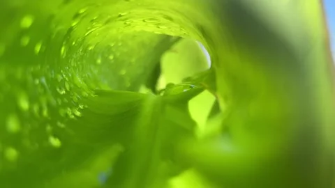Close up Pattern of natural leaves with waterdrop Stock Footage 295467942