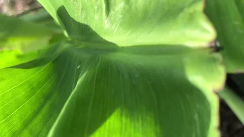 Close up Pattern of natural leaves with waterdrop Stock Footage 295468195