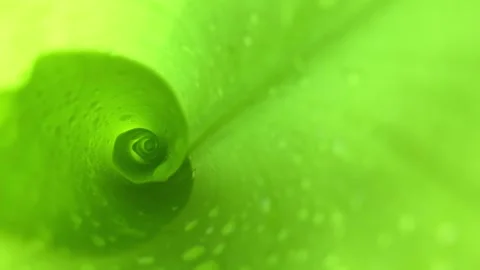 Close up Pattern of natural leaves with waterdrop Stock Footage 295468242