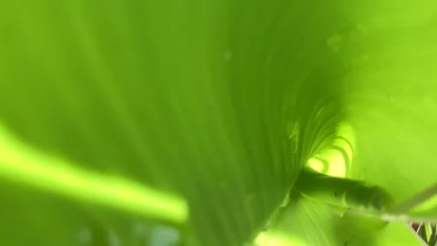 Close up Pattern of natural leaves with waterdrop Stock Footage 295468594