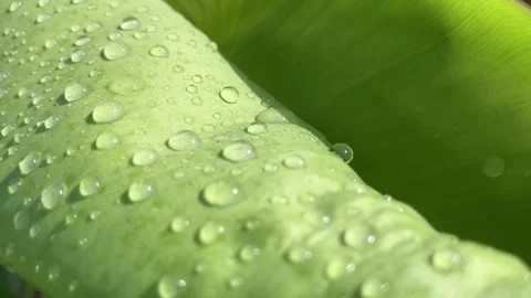 Close up Pattern of natural leaves with waterdrop Stock Footage 295468595