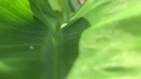 Close up Pattern of natural leaves with waterdrop Stock Footage 295468930