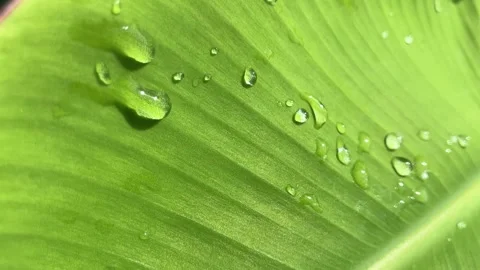 Close up Pattern of natural leaves with waterdrop Stock Footage 295468996