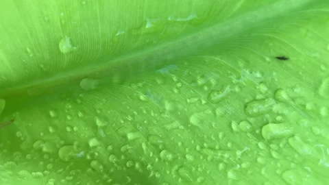 Close up Pattern of natural leaves with waterdrop Stock Footage 295469042