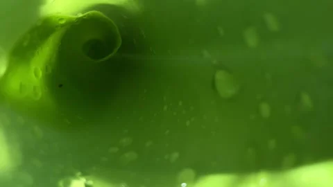 Close up Pattern of natural leaves with waterdrop Stock Footage 295469370