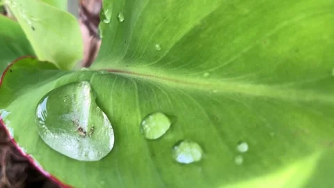 Close up Pattern of natural leaves with waterdrop Stock Footage 295469401
