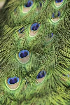 Close-up of the pattern on a peacock's feathers Fotos Stock