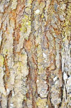 Close Up Pattern Of Tree Bark Texture For Background Stock Photos