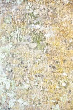 Close Up Pattern Of Tree Bark Texture For Background Stock Photos