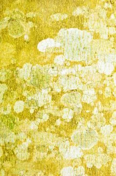 Close Up Pattern Of Tree Bark Texture For Background Foto stock