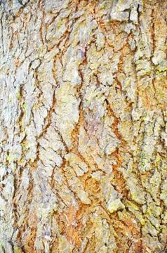 Close Up Pattern Of Tree Bark Texture For Background Stock Photos