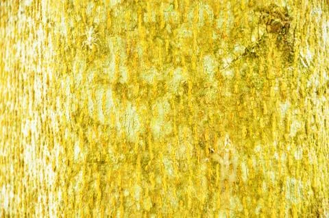 Close Up Pattern Of Tree Bark Texture For Background Foto stock