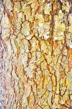Close Up Pattern Of Tree Bark Texture For Background Foto stock