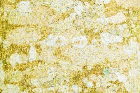 Close Up Pattern Of Tree Bark Texture For Background Stock Photos
