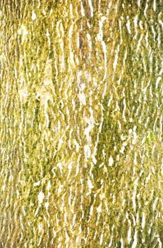 Close Up Pattern Of Tree Bark Texture For Background Stock Photos