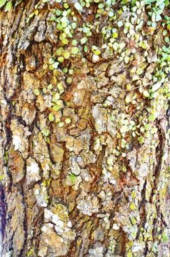 Close Up Pattern Of Tree Bark Texture For Background Stock Photos
