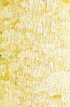 Close Up Pattern Of Tree Bark Texture For Background Stock Photos