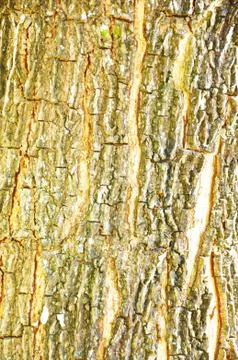 Close Up Pattern Of Tree Bark Texture For Background Stock Photos
