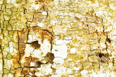 Close Up Pattern Of Tree Bark Texture For Background Foto stock