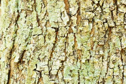 Close Up Pattern Of Tree Bark Texture For Background Foto stock