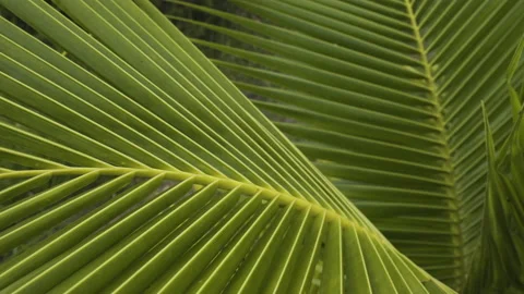 Close Up Pattern of Young Coconut Palm Tree Leaf. Smooth slider pan right Stock Footage 161709799