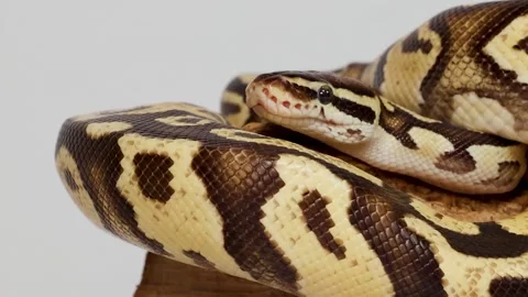 Close-up of Patterned Ball Python Resting on a Wooden Log Stock Footage 326019562