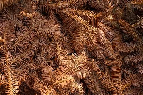 Close-up of patterned brown and black tiger fur Stock Photos