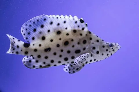 Close-up of a patterned fish swimming in deep blue water, suggesting depth .. Foto stock