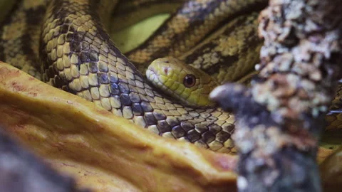 Close-up of Patterned Gopher Snake or Pituophis melanoleucus affinis Video stock 318604383