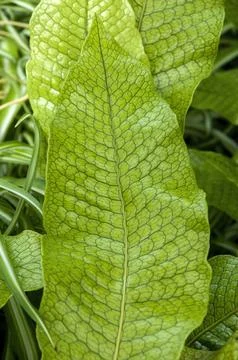 Close-up of a patterned leaf of microsorum musifolium crocodyllus fern Stock Photos