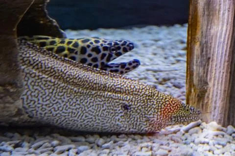 Close Up of Patterned Moray Eels Resting in Public Aquarium Stock Photos