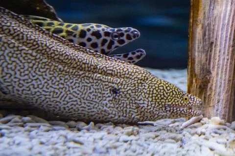 Close Up of Patterned Moray Eels Resting in Public Aquarium Stock Photos