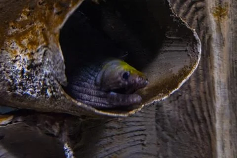 Close Up of Patterned Moray Eels Resting in Public Aquarium Fotos de archivo