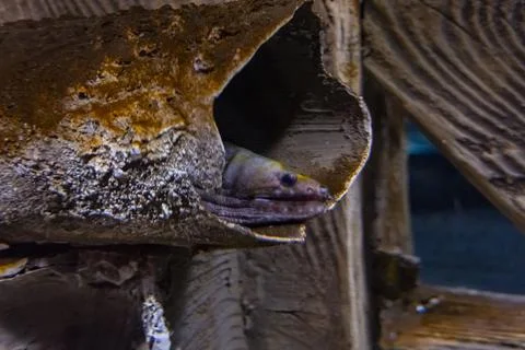 Close Up of Patterned Moray Eels Resting in Public Aquarium Stock Photos