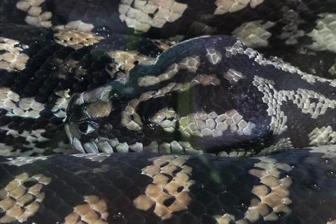 Close-Up of a Patterned Python: Mesmerizing Scales and Textures for Print and Foto stock