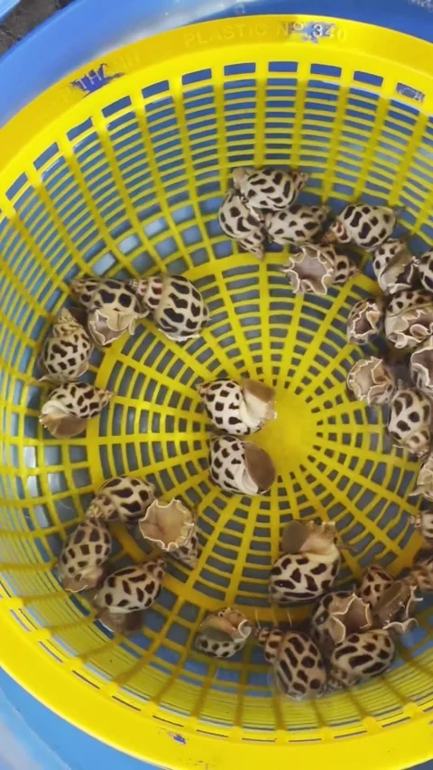 Close up of patterned sea snails gathered in a yellow plastic bowl. 스톡 동영상 346045931