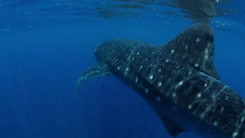 Close-Up Patterned Skin Of Large Whale Shark Swimming With Pups In Ocean - Isla Stock Footage 166276680