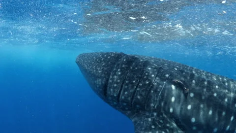 Close-Up Patterned Skin Of A Large Whale Shark Swimming In Sea - Isla Mujeres, Stock Footage 166276847