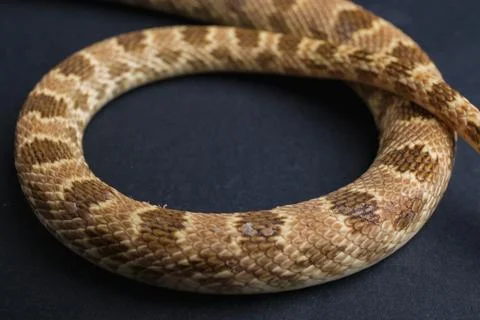 Close-up of a patterned snake on dark background Stock Photos
