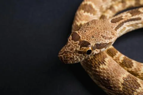 Close-up of a patterned snake on dark background Stock Photos