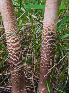 Close-up of patterned stems of parasol mushrooms MACROLEPIOTA PROCERA, Poland Stock Photos