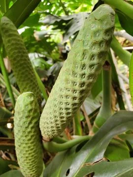 Close up of the patterned surface of Monstera Deliciosa fruits Stock Photos