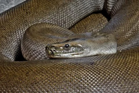 Close up Patternless Green Burmese Python Coiled on The Floor Foto stock