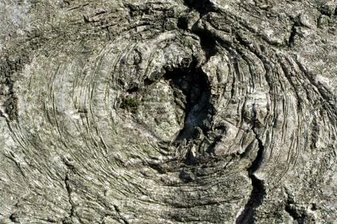 A close up of the patterns of tree bark Stock Photos